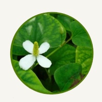 Houttuynia cordata